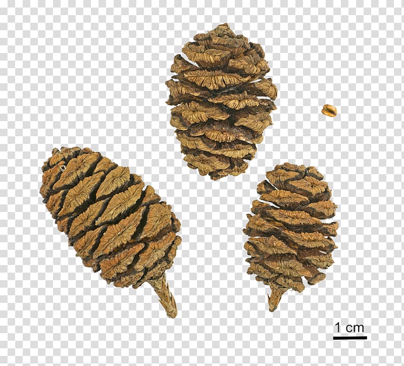 Pioneer Cabin Tree Giant sequoia Sequoia National Park Conifer cone, tree transparent background PNG clipart