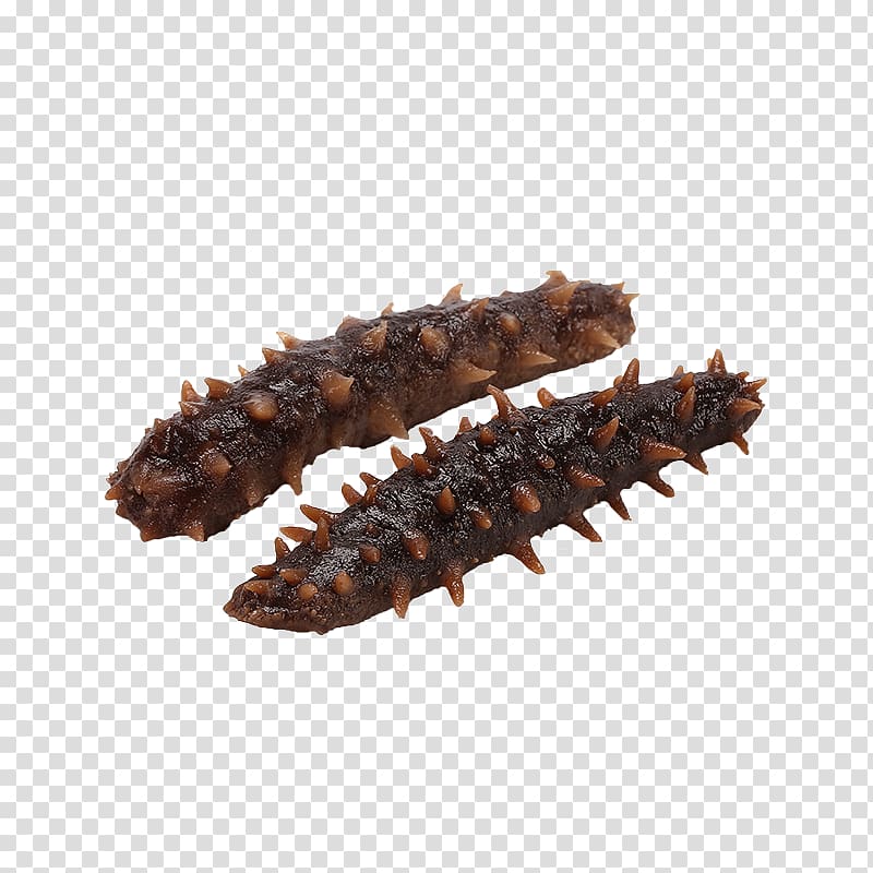 Sea cucumber as food, Two sea cucumber transparent background PNG clipart