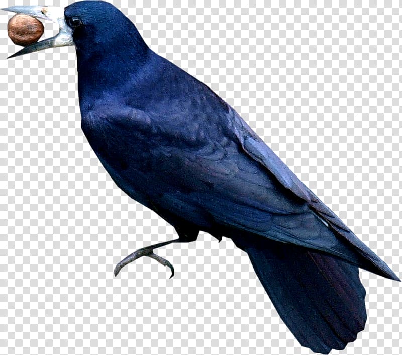 American crow Rook New Caledonian crow Cobalt blue, crow transparent background PNG clipart