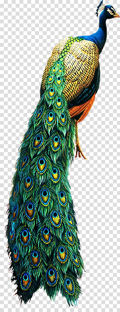peacock transparent background PNG clipart
