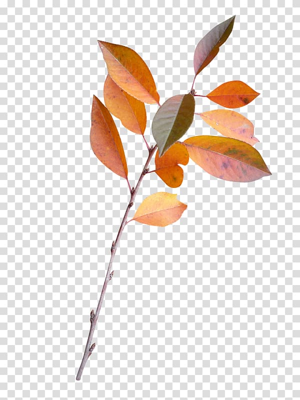 Twig Leaf Plant stem Branch Petal, Leaf transparent background PNG clipart
