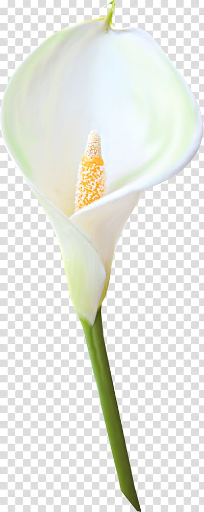 white calla lily flowert, Petal Plant stem, Calla transparent background PNG clipart