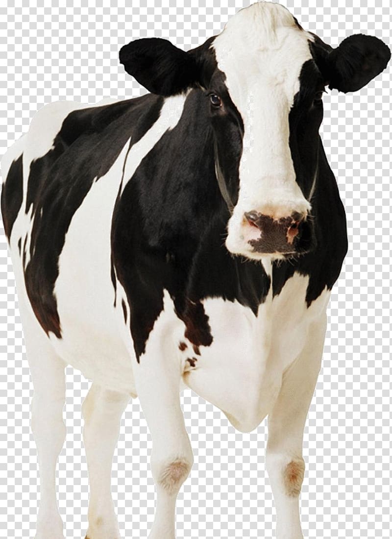 Holstein Friesian cattle Standee Paperboard cardboard Dairy cattle, others transparent background PNG clipart