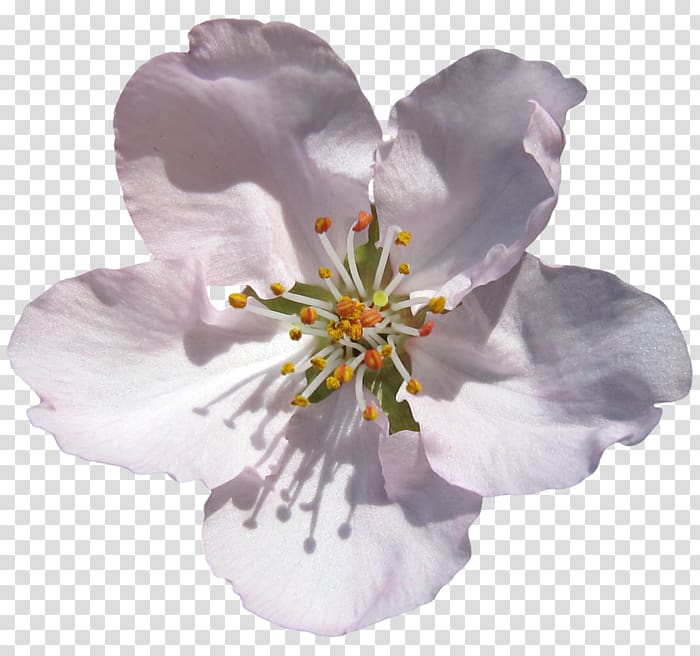 Сыплет черемуха снегом..: Стихотворения и поэмы Flower Herbaceous plant Shoot, flower transparent background PNG clipart