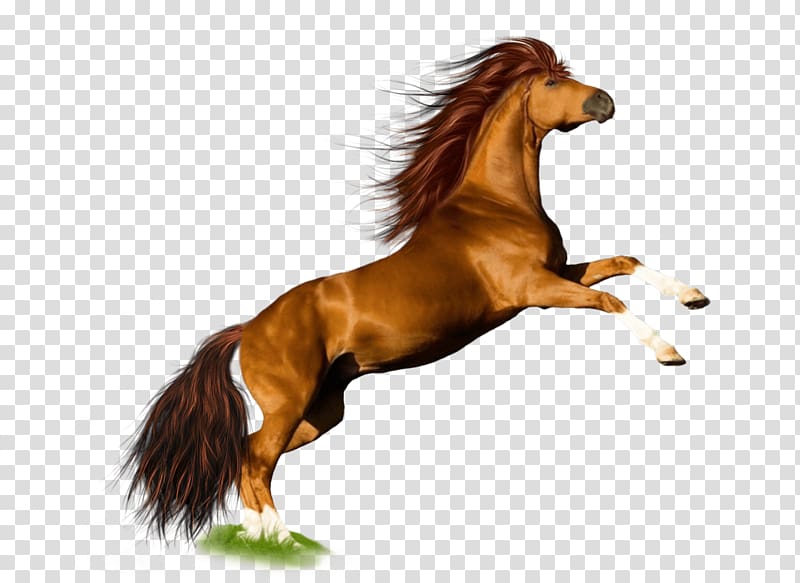 Mustang Pony Stallion Mane, Horse Background transparent background PNG clipart