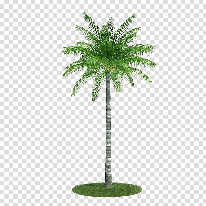 Palm trees 3D modeling Autodesk 3ds Max Wavefront .obj file Coconut, coconut transparent background PNG clipart