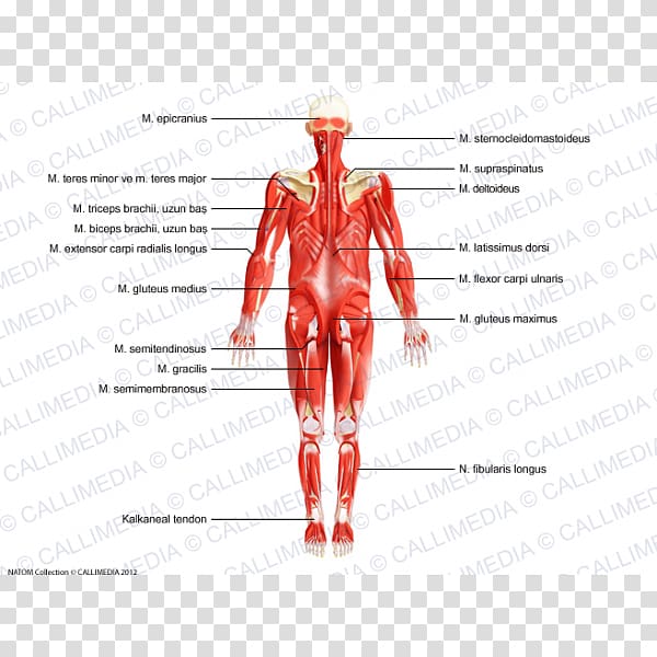 Muscle Nerve Homo sapiens Human body Nervous system, endocrine transparent background PNG clipart