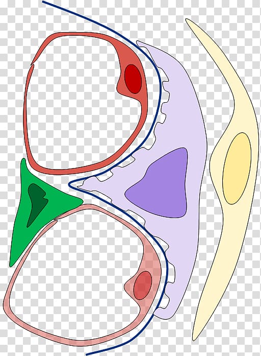 Glomerulonephritis Nephrology Pathogenesis Pathophysiology , Fc Shahrdari Bandar Abbas transparent background PNG clipart