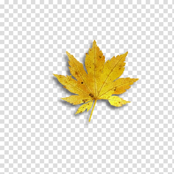 Maple leaf Yellow, Yellow maple leaf transparent background PNG clipart