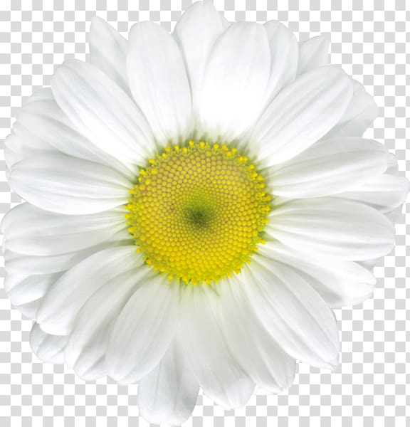 Common daisy , camomile transparent background PNG clipart