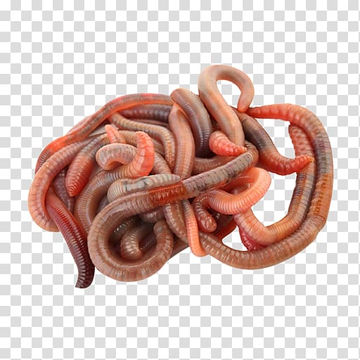 Roundworms Dracunculus medinensis Dracunculiasis Parasitism, others transparent background PNG clipart