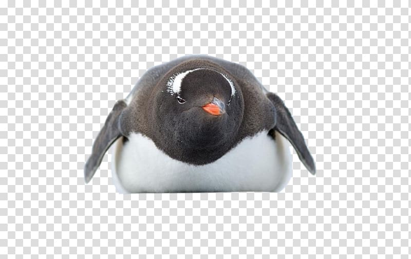 Adélie penguin Antarctica Bird, Penguin transparent background PNG clipart