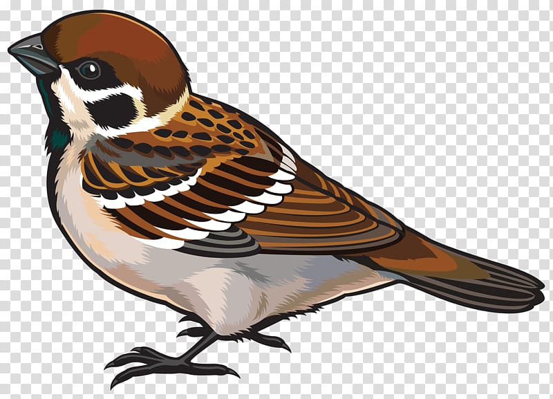 House Sparrow Bird , Sparrow transparent background PNG clipart