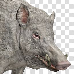 Boar Transparent Background Png Clipart Hiclipart