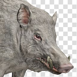 Boar transparent background PNG clipart