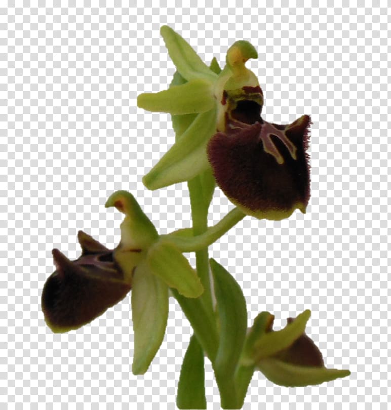 Ophrys sphegodes Ophrys araneola Flower Rosette, flower transparent background PNG clipart