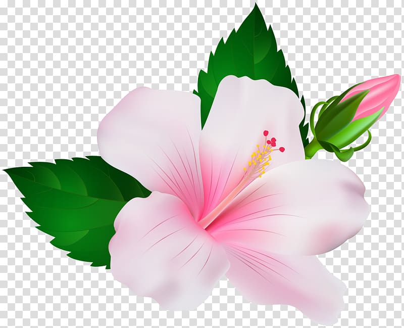 pink hibiscus illustration, Shoeblackplant , Hibiscus transparent background PNG clipart