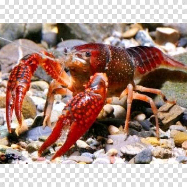 Procambarus clarkii Crayfish as food Lonoke crayfish Cangrejo, crab transparent background PNG clipart