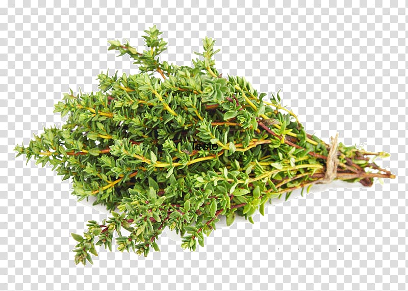 dried thyme Herb Spice Vegetable, THYM transparent background PNG clipart