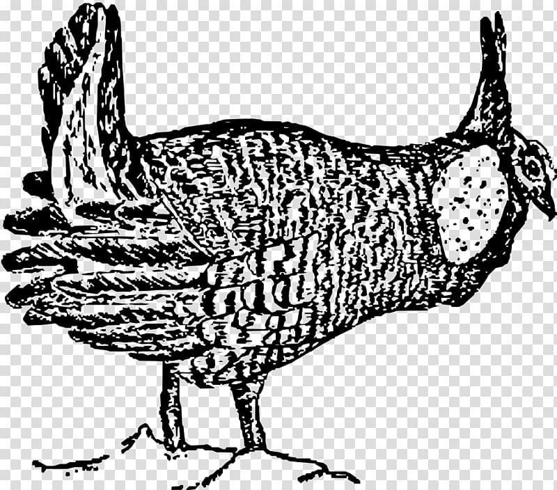 Greater Prairie Chicken Bird Drawing, chicken transparent background PNG clipart
