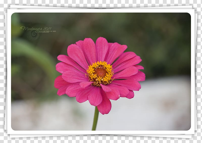 Garden Cosmos Transvaal daisy Annual plant Magenta, Montenegro transparent background PNG clipart