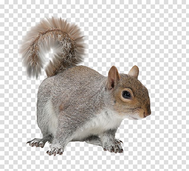 Rodent Raccoon Eastern gray squirrel Sciurinae Red squirrel, raccoon transparent background PNG clipart