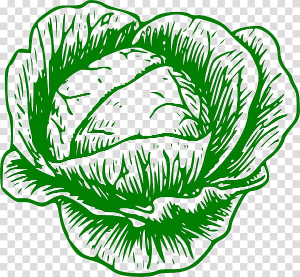 White cabbage Vegetable Savoy cabbage , cabbage transparent background PNG clipart