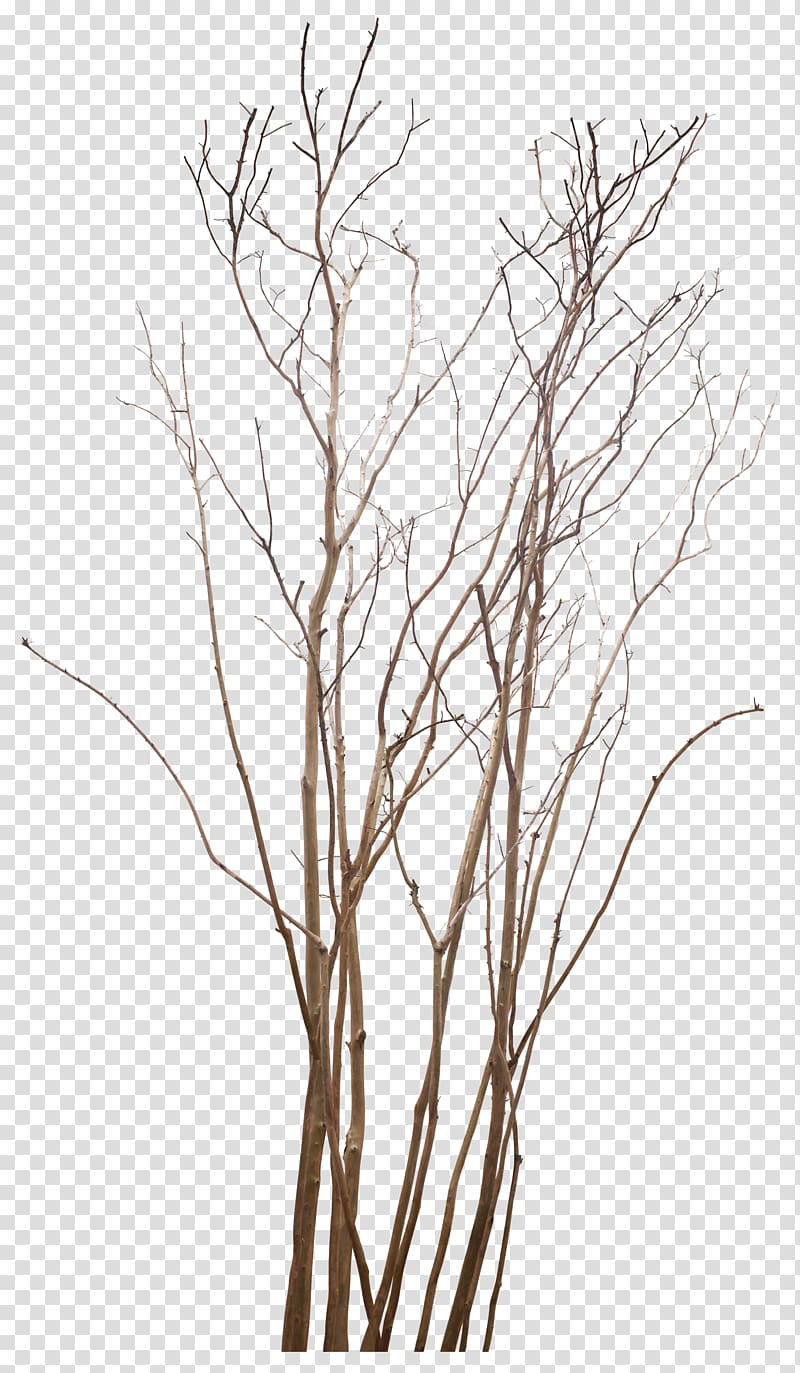 Twig Tree , twig transparent background PNG clipart