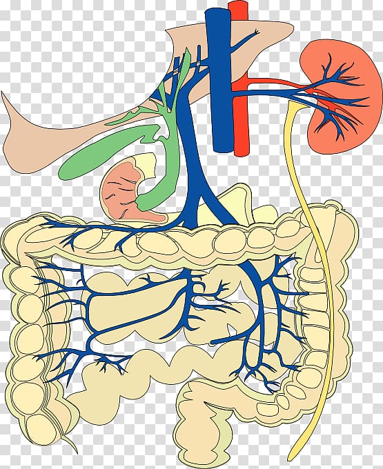 Gastrointestinal tract Human digestive system Circulatory system Human body , digestive system transparent background PNG clipart