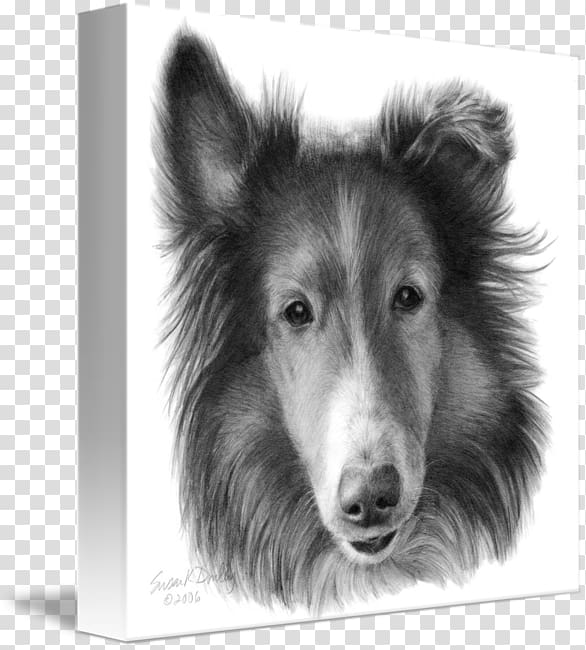 Rough Collie Shetland Sheepdog Dog breed Smooth Collie Drawing, pencil transparent background PNG clipart