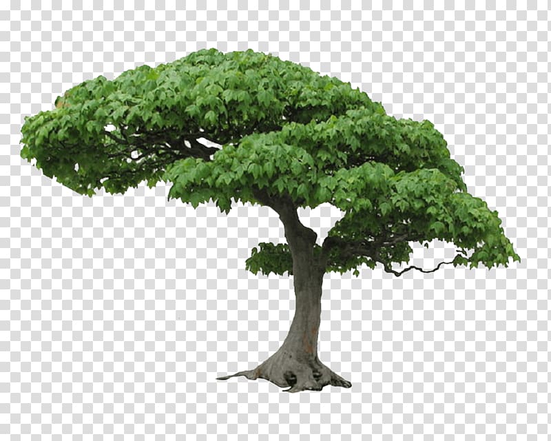 green tree illustration, Tree transparent background PNG clipart