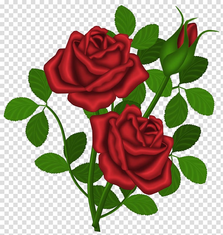 Clivia miniata Rose Shrub , Red Rose transparent background PNG clipart