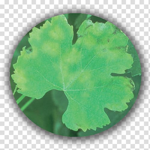 Plant pathology Grape leaves Green Leaf Plasmopara viticola, Leaf transparent background PNG clipart
