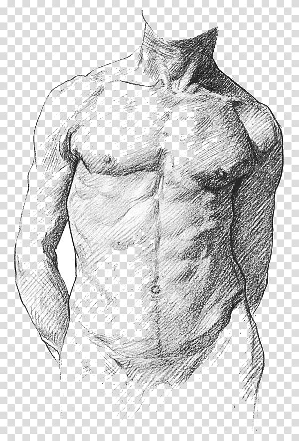 Human anatomy for art students Human Anatomy for Artists Human body, Muscle anatomy transparent background PNG clipart