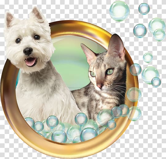 Cairn Terrier West Highland White Terrier Whiskers Dog breed Dog grooming, kitten transparent background PNG clipart