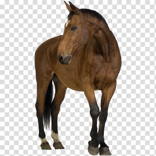Foal Belgian horse Friesian horse Shire horse Arabian horse, others transparent background PNG clipart