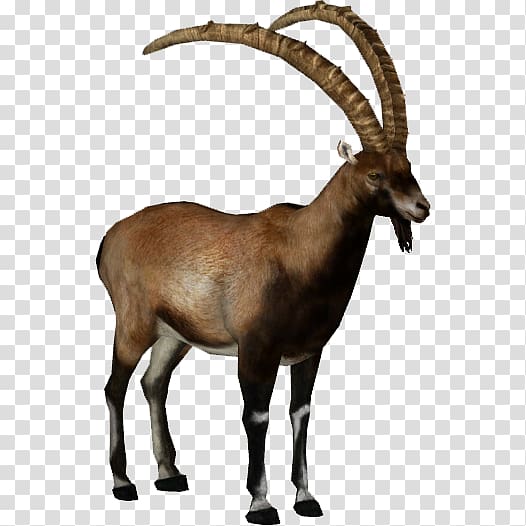 Alpine ibex Walia ibex Goat Bezoar ibex, goat transparent background PNG clipart