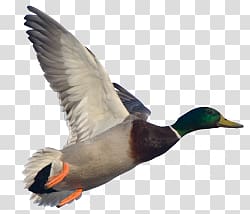 Goose transparent background PNG clipart