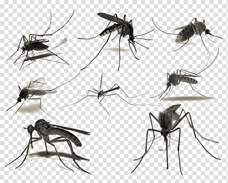 Mosquito Brush, Ink mosquitoes transparent background PNG clipart