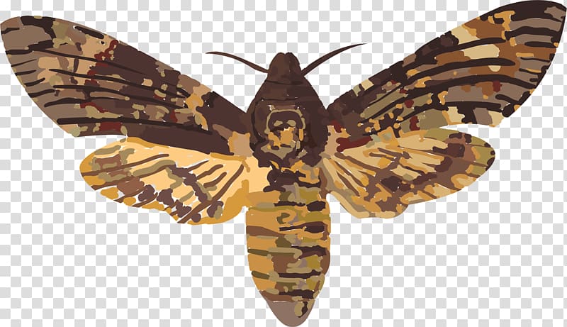 Insect Acherontia atropos Death Sphingidae Moth, Hawk transparent background PNG clipart