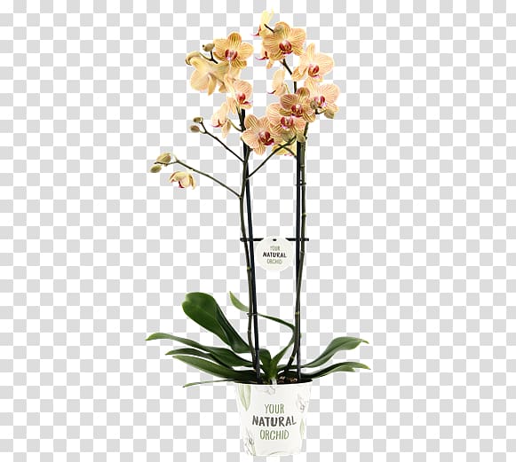 Moth orchids Alghero Cut flowers Stolk Flora, Floraxchange transparent background PNG clipart