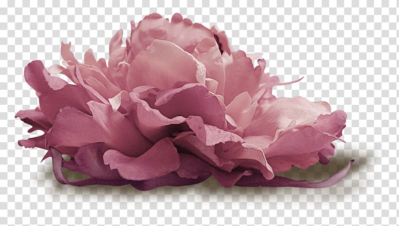 Flower Cabbage rose Petal , flower transparent background PNG clipart