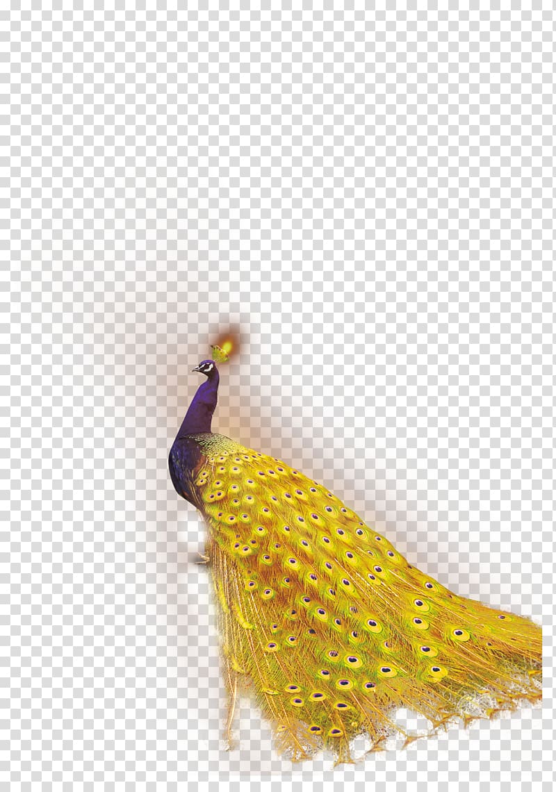 Bird Peafowl Feather Template, Pretty Peacock transparent background PNG clipart