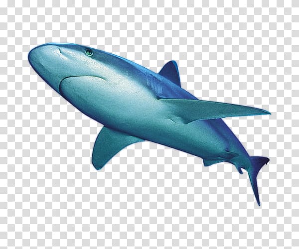 Shark , Ferocious whale transparent background PNG clipart