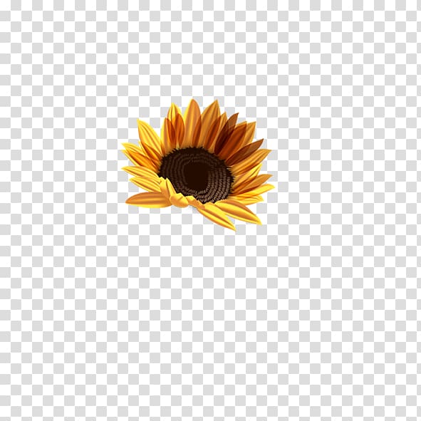 Common sunflower Chrysanthemum Computer file, sunflower transparent background PNG clipart