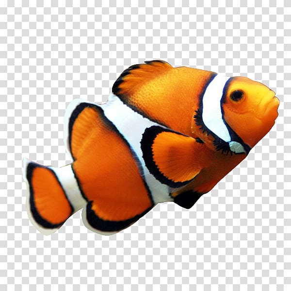 Clownfish Coral reef fish Angelfish , fish transparent background PNG clipart