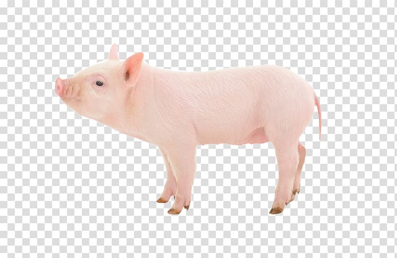 Domestic pig Swine influenza Pig farming, others transparent background PNG clipart