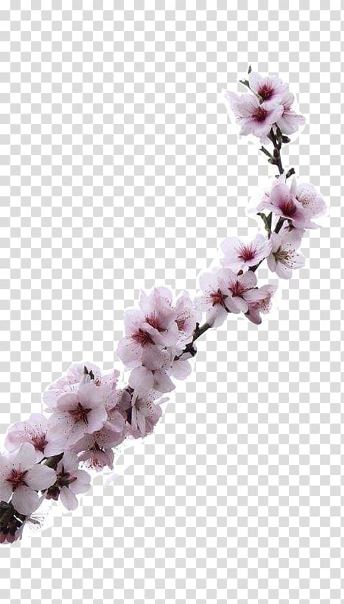 Almond Blossoms Apricot Flower, blooming apricot flowers transparent background PNG clipart