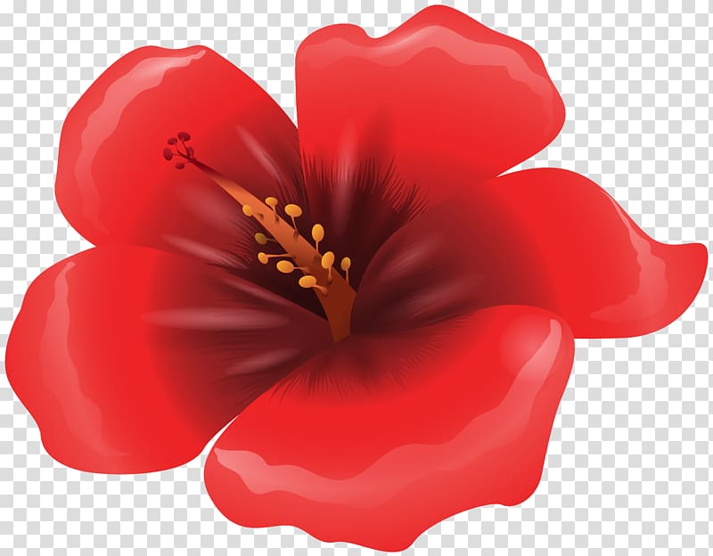 red hibiscus flower , Poppy Flowers Red , Large Red Flower transparent background PNG clipart