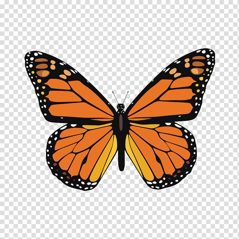 Monarch butterfly Multiple sclerosis , butterfly transparent background PNG clipart